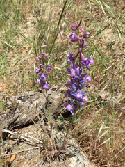 Delphinium parishii
