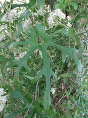 Cucurbitella asperata