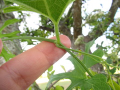Cucurbitella asperata