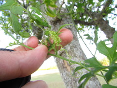 Cucurbitella asperata