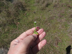 Cerastium brachypetalum