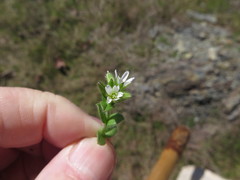 Cerastium brachypetalum