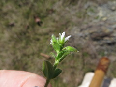 Cerastium brachypetalum