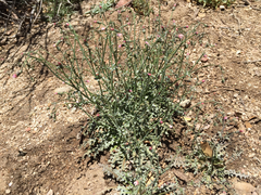 Malacothrix floccifera