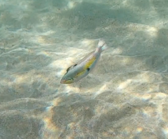 Halichoeres maculipinna