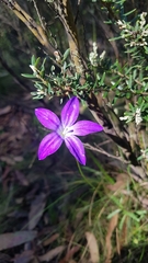Wahlenbergia gloriosa
