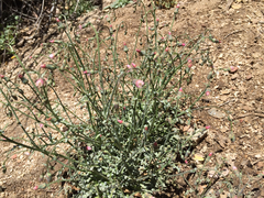 Malacothrix floccifera