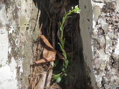 Borodinia missouriensis