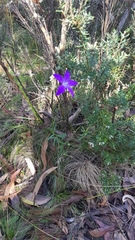 Wahlenbergia gloriosa