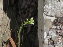Borodinia missouriensis