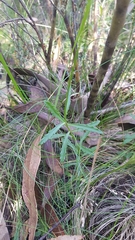 Wahlenbergia gloriosa