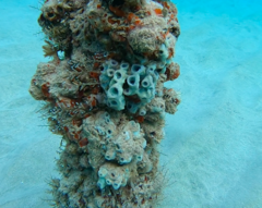 Haliclona caerulea