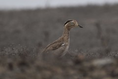 Burhinus superciliaris