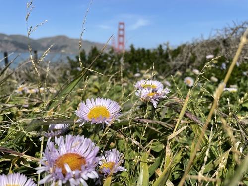 Erigeron glaucus