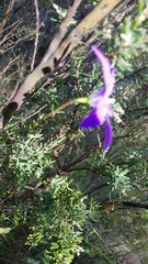 Wahlenbergia gloriosa