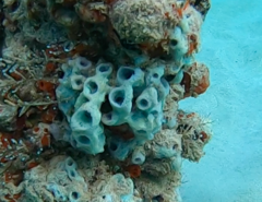 Haliclona caerulea