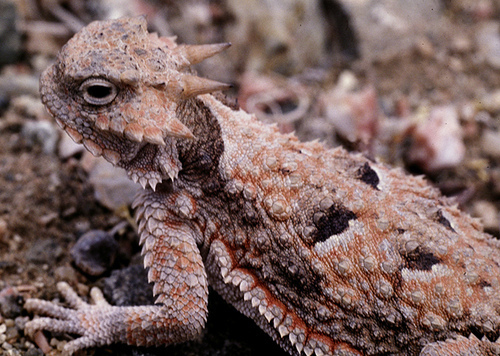 Desert Horned Lizard