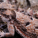 Northern Desert Horned Lizard - Photo (c) Kerry Matz, some rights reserved (CC BY-NC-SA)