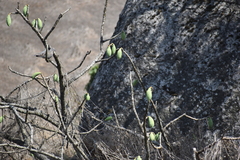 Vasconcellea candicans