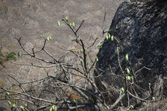 Vasconcellea candicans
