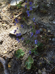 Delphinium parishii