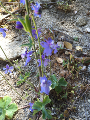 Delphinium parishii