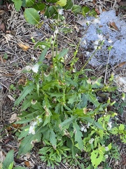 Erechtites hieraciifolius image