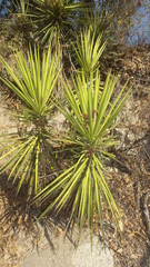 Yucca capensis