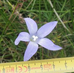 Wahlenbergia ceracea