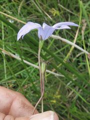 Wahlenbergia ceracea