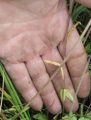 Wahlenbergia ceracea