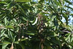 Capparidastrum petiolare