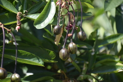 Capparidastrum petiolare