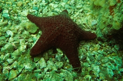 Anthaster valvulatus