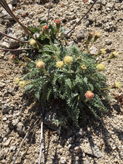 Chaenactis santolinoides