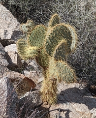 Opuntia chlorotica