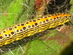 Teliphasa elegans