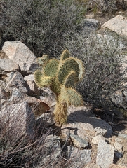 Opuntia chlorotica
