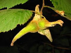 Corylus sieboldiana