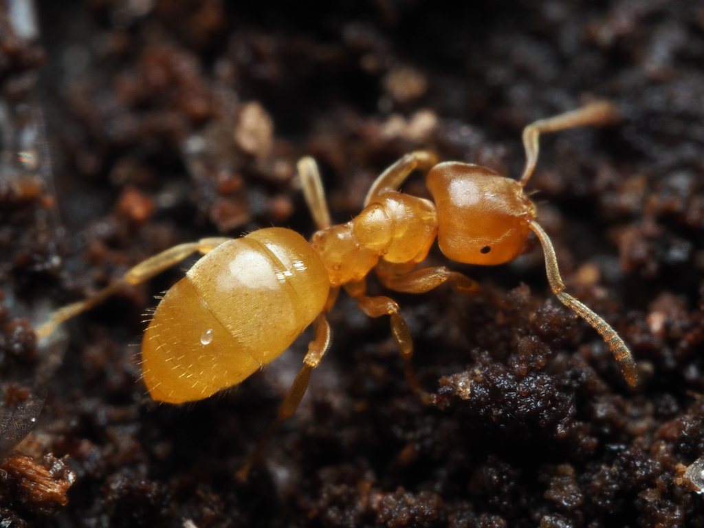 Cautolasius