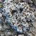 Cobblestone Lichens - Photo (c) José María Escolano, some rights reserved (CC BY-NC-SA)