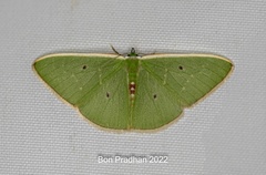 Comostola hauensteini