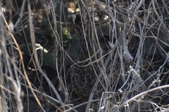 Nothoprocta pentlandii