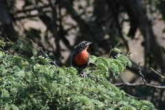 Leistes bellicosus