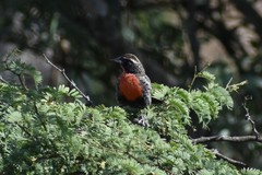 Leistes bellicosus