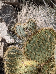 Opuntia chlorotica