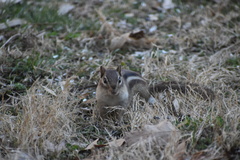 Tamias striatus