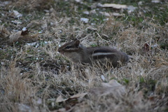 Tamias striatus