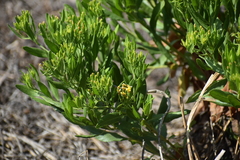 Trixis cacalioides