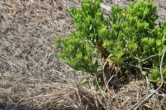 Trixis cacalioides